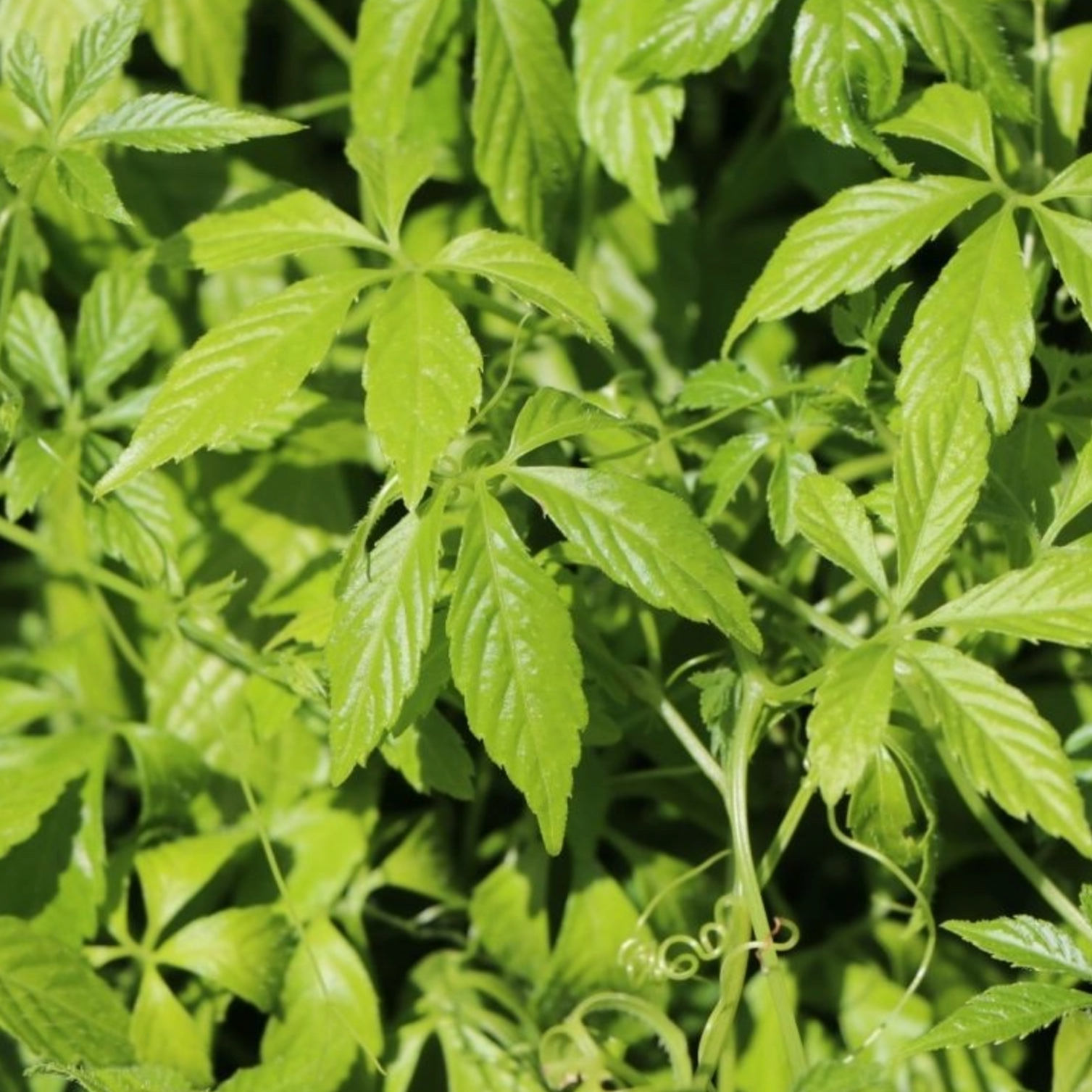 Thé des centennaires Pot 1L