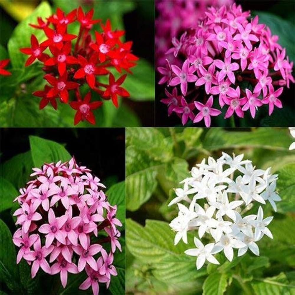 Fleurs d'Etoile d'Égypte (par 20)