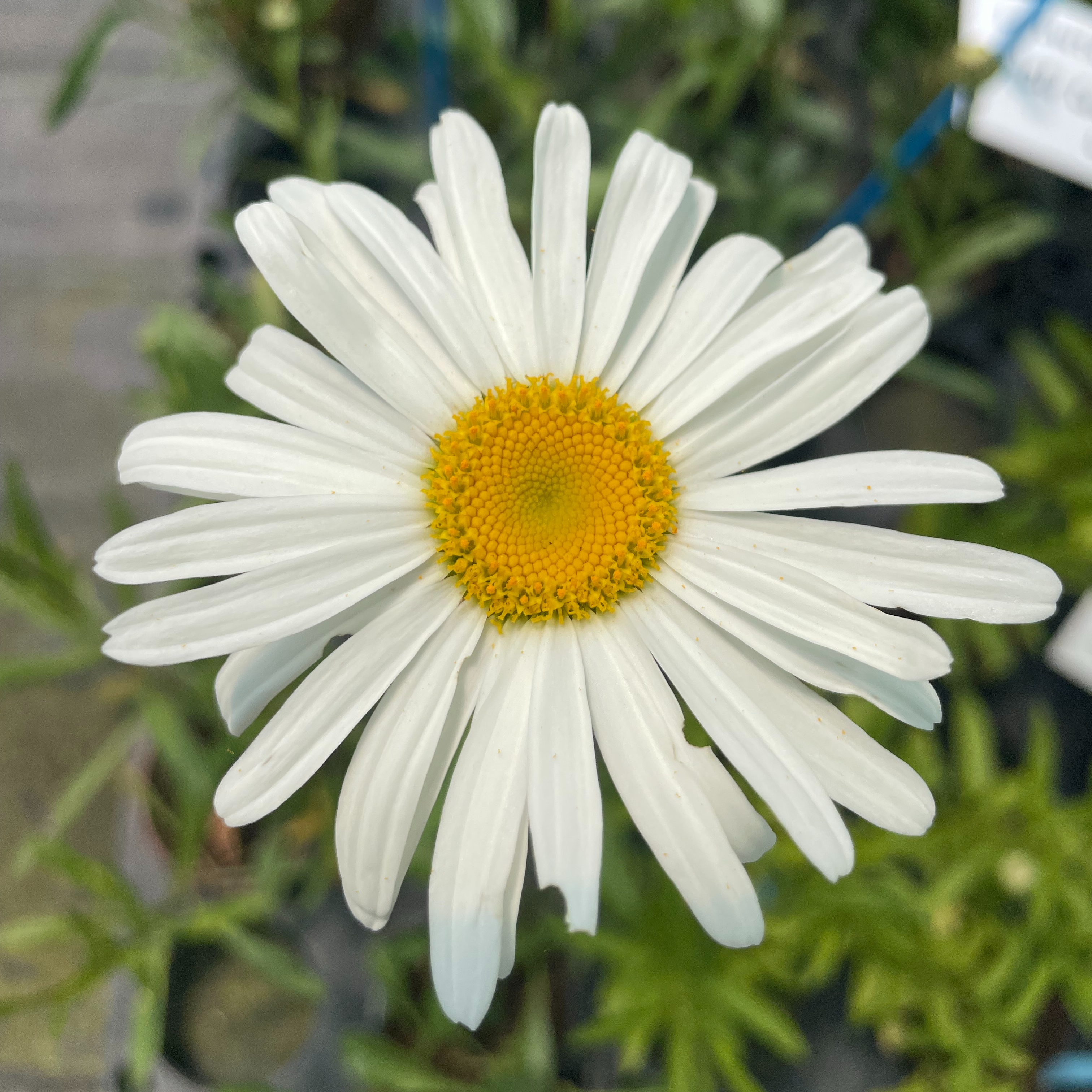 Leucanthemum ‘Alaska’