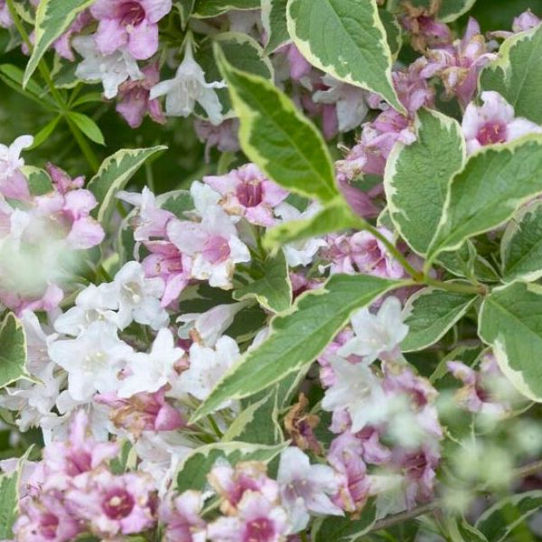 Weigelia nain panaché - Weigelia florida "Nana variegata"