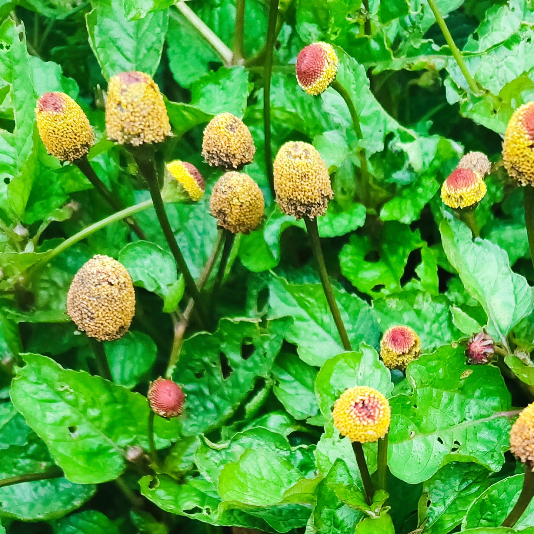 Barquette Acmella Fleurs