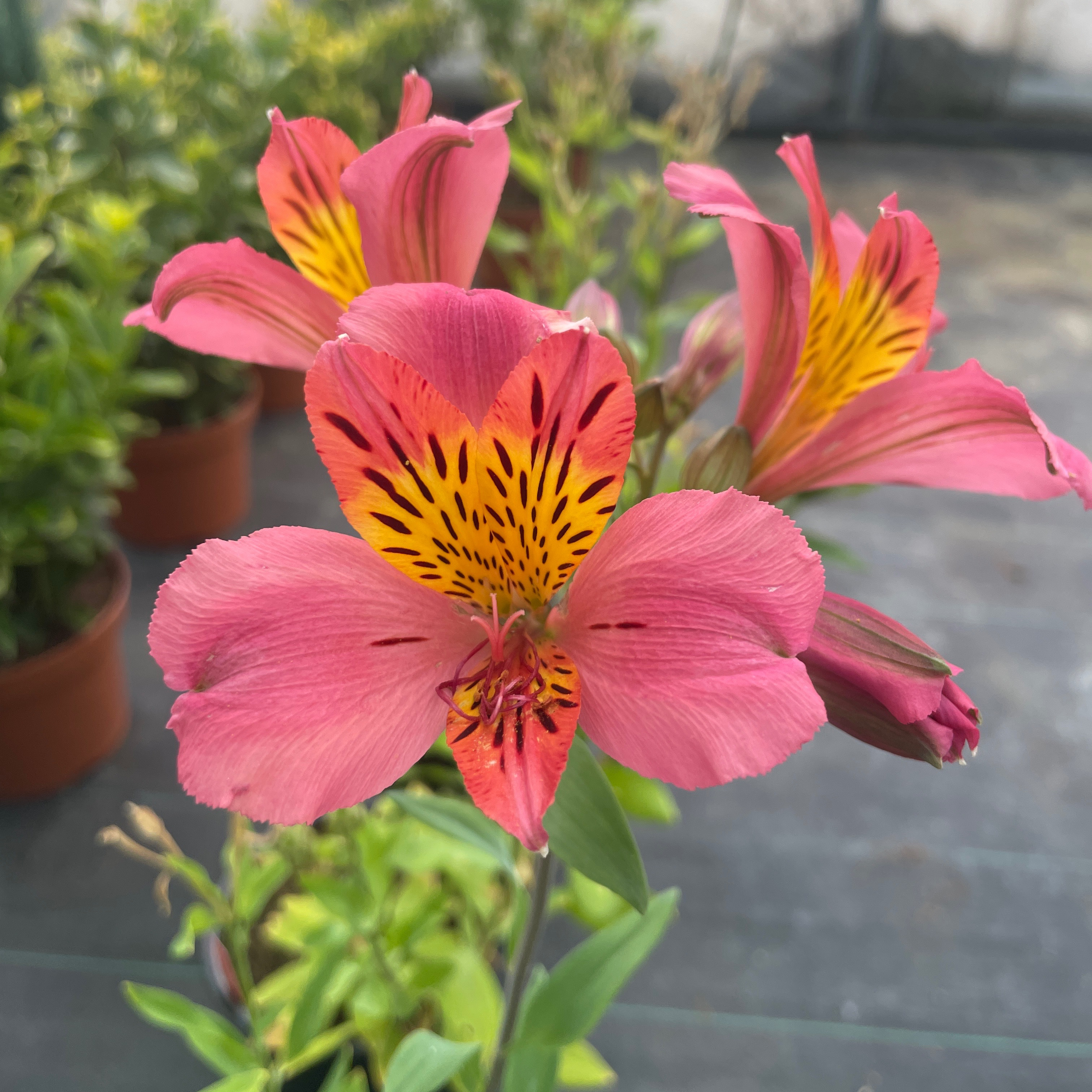 Alstroemeria