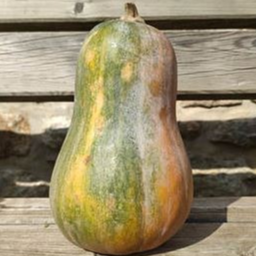 Courge musquée Sucrine du Berry - godet 8 cm