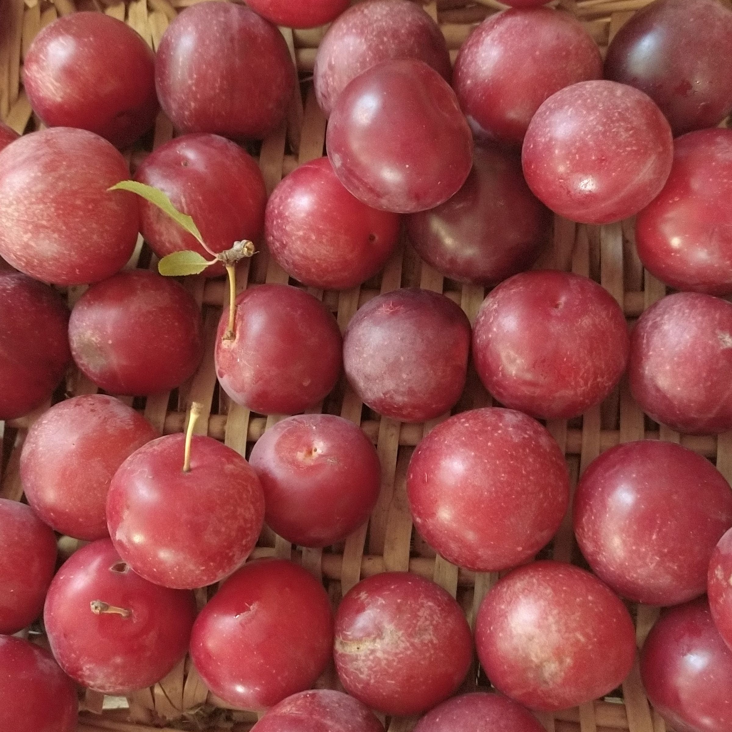 Prune rouge
