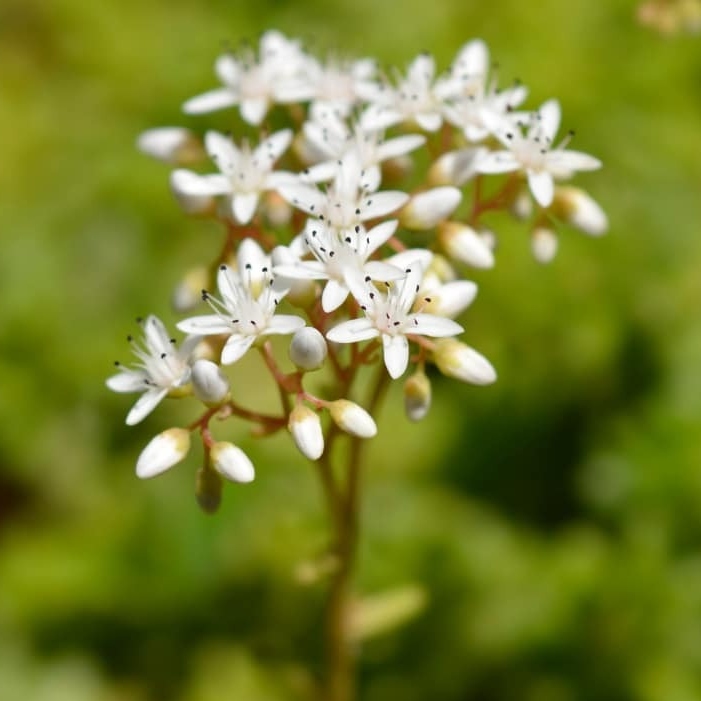 Fleurs d' Orpin blanc ( par 20)