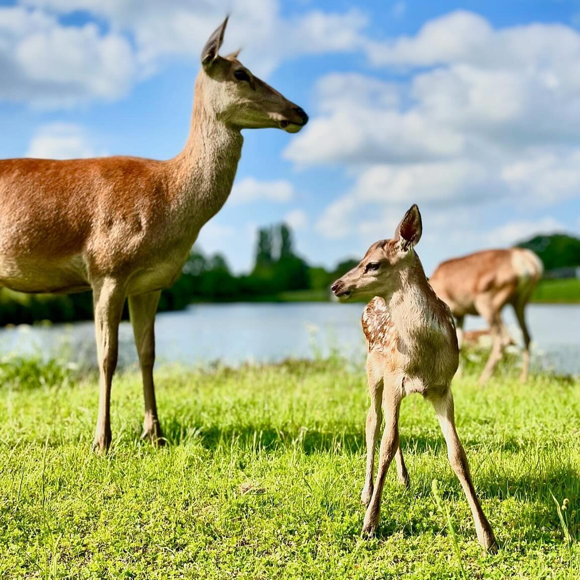 Journée Découverte Faons Adulte 6/06/2026