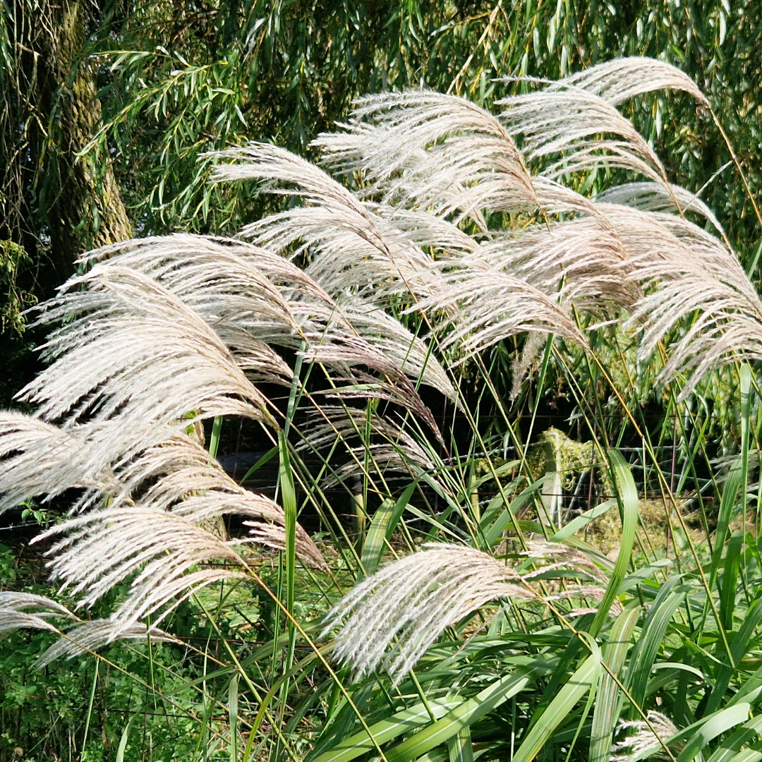 Miscanthus * Memory