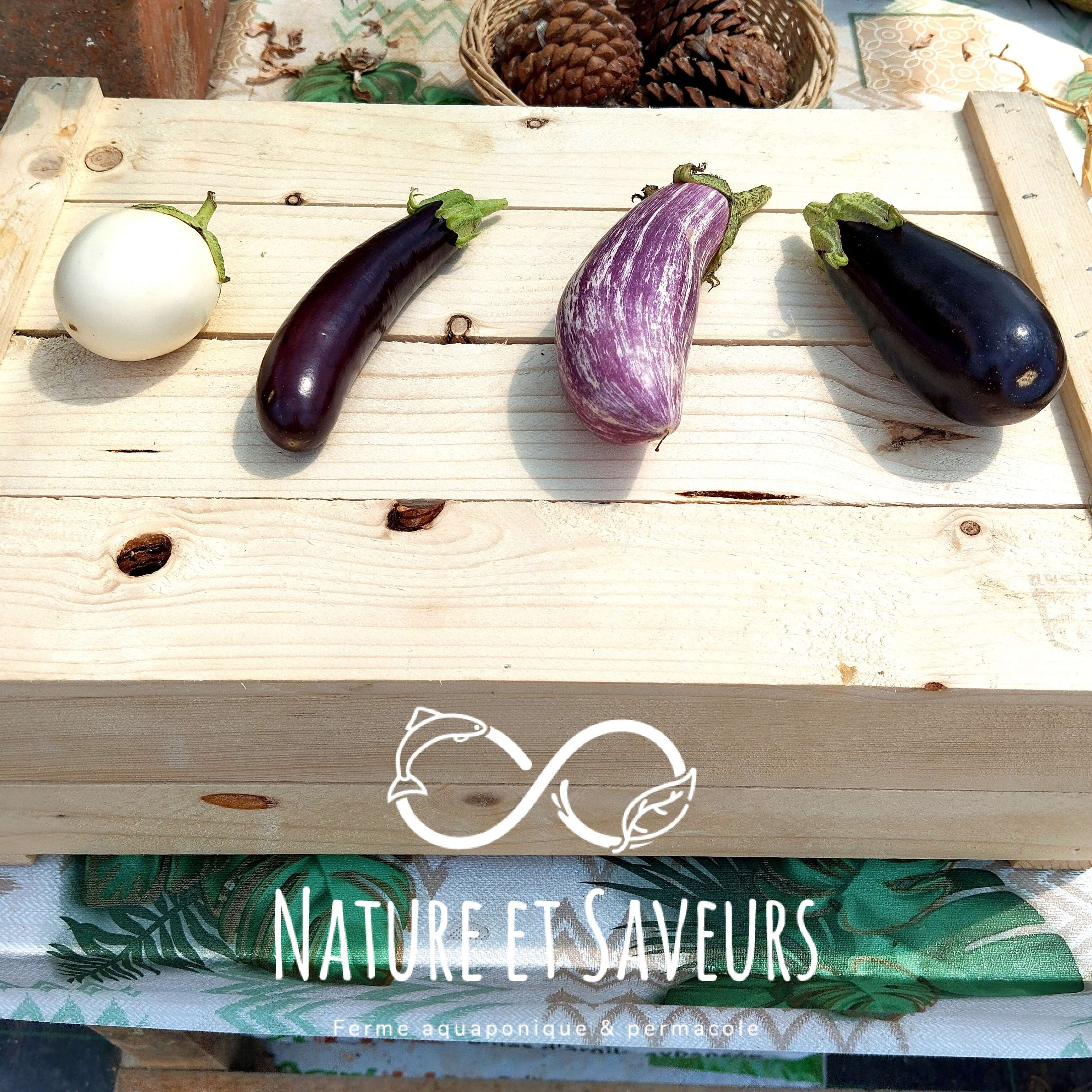 Aubergines Adultes Aquaponiques en Mélange - 1kg