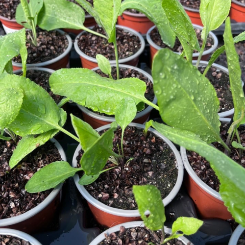 PLANTE DE MAYLIS Bio