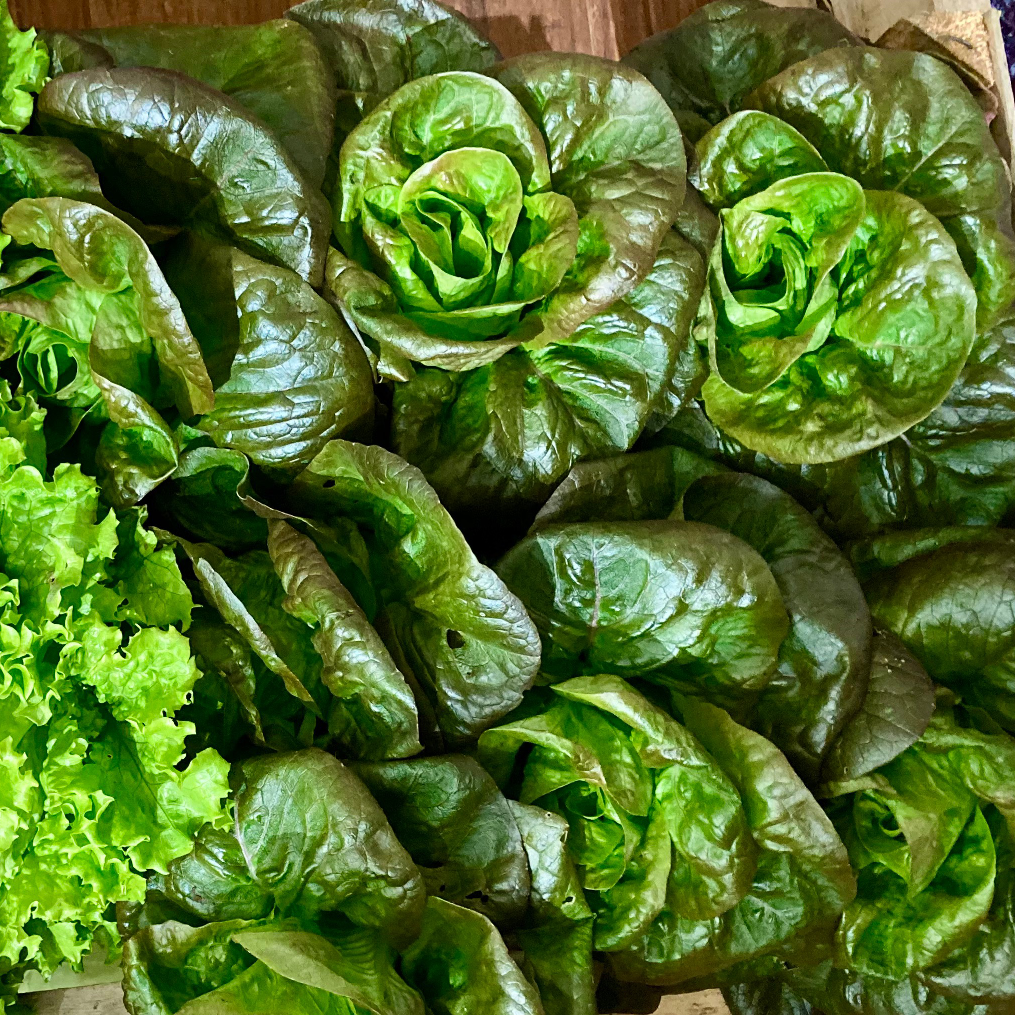 Laitue Petite (Pièce)