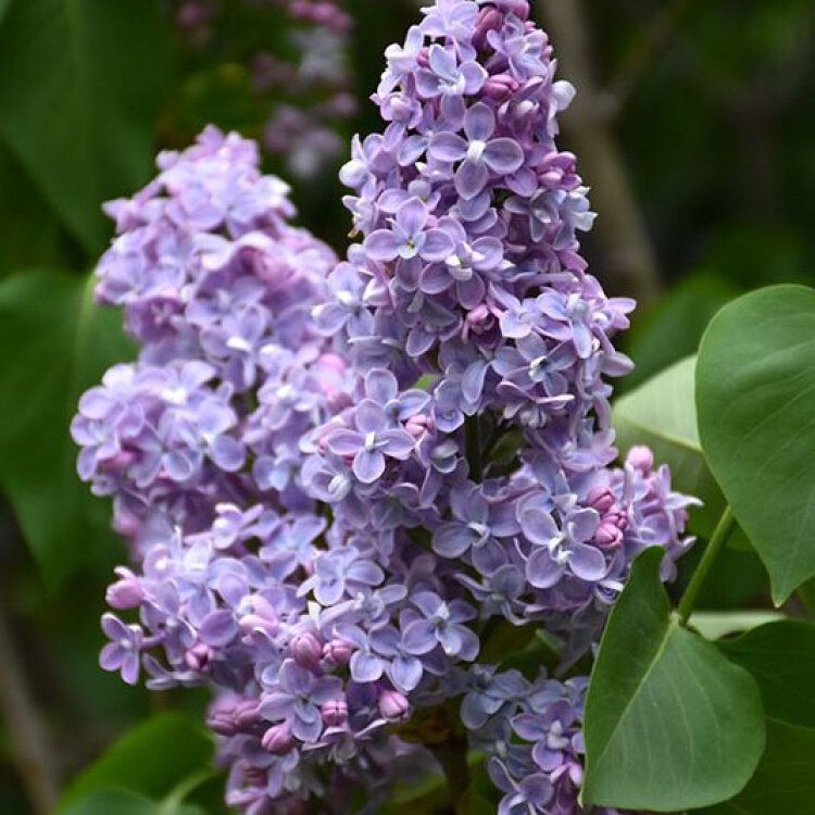 Lilas - Syringa vulgaris "Président Grévy"