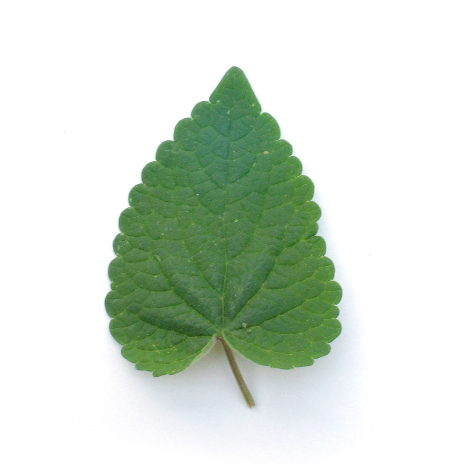 Bouquet - Agastache - 40g