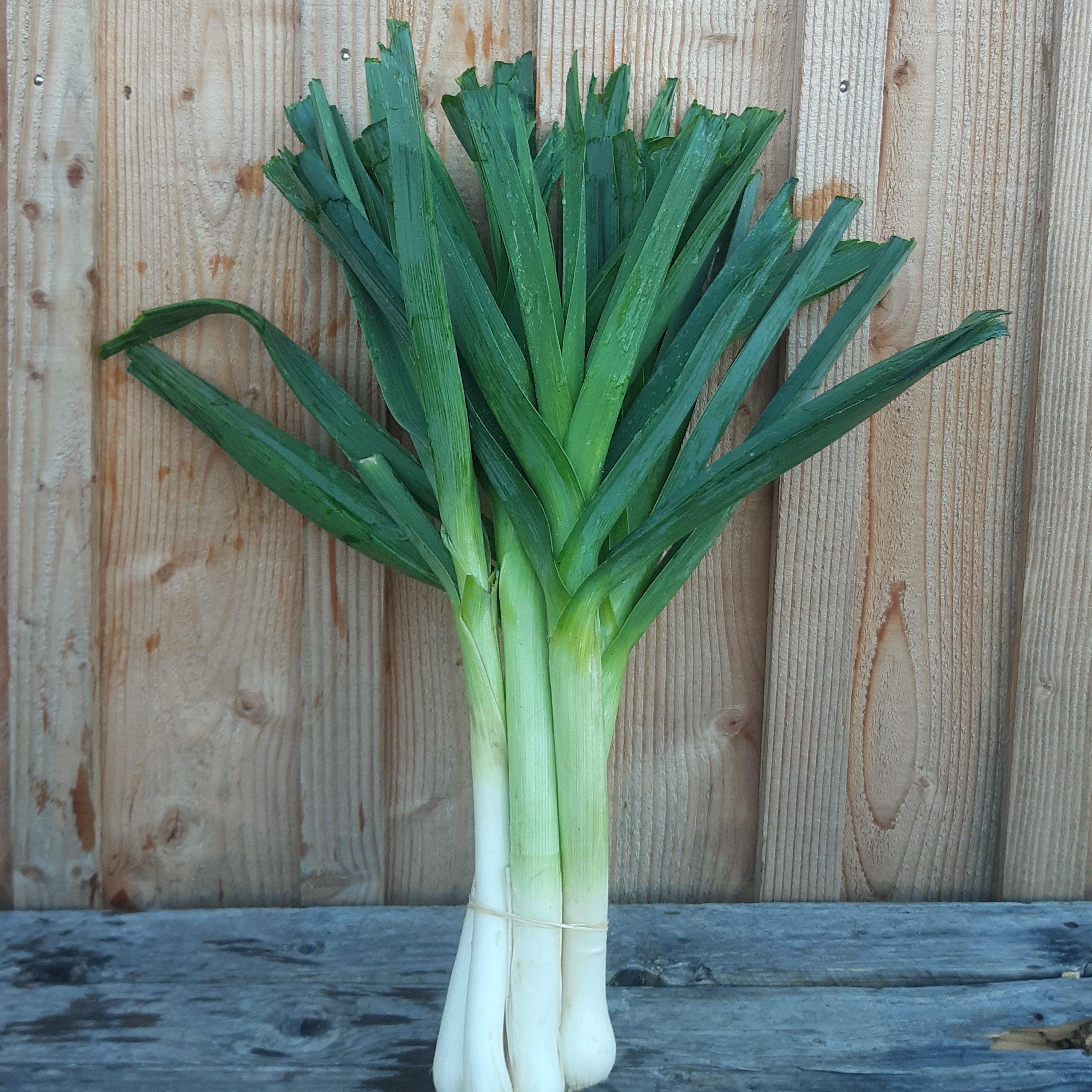 Poireau botte - 1kg