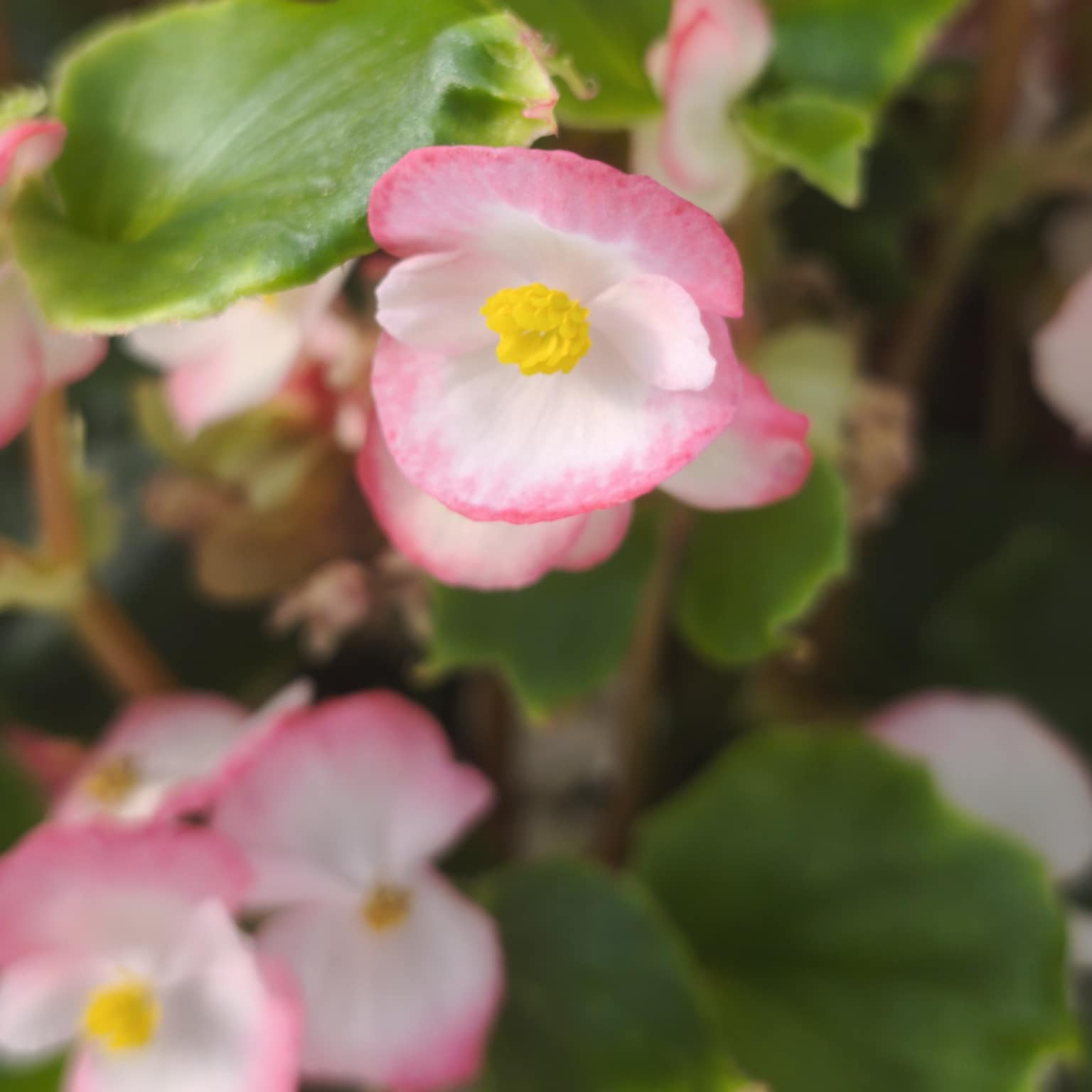 Bégonia (petit)