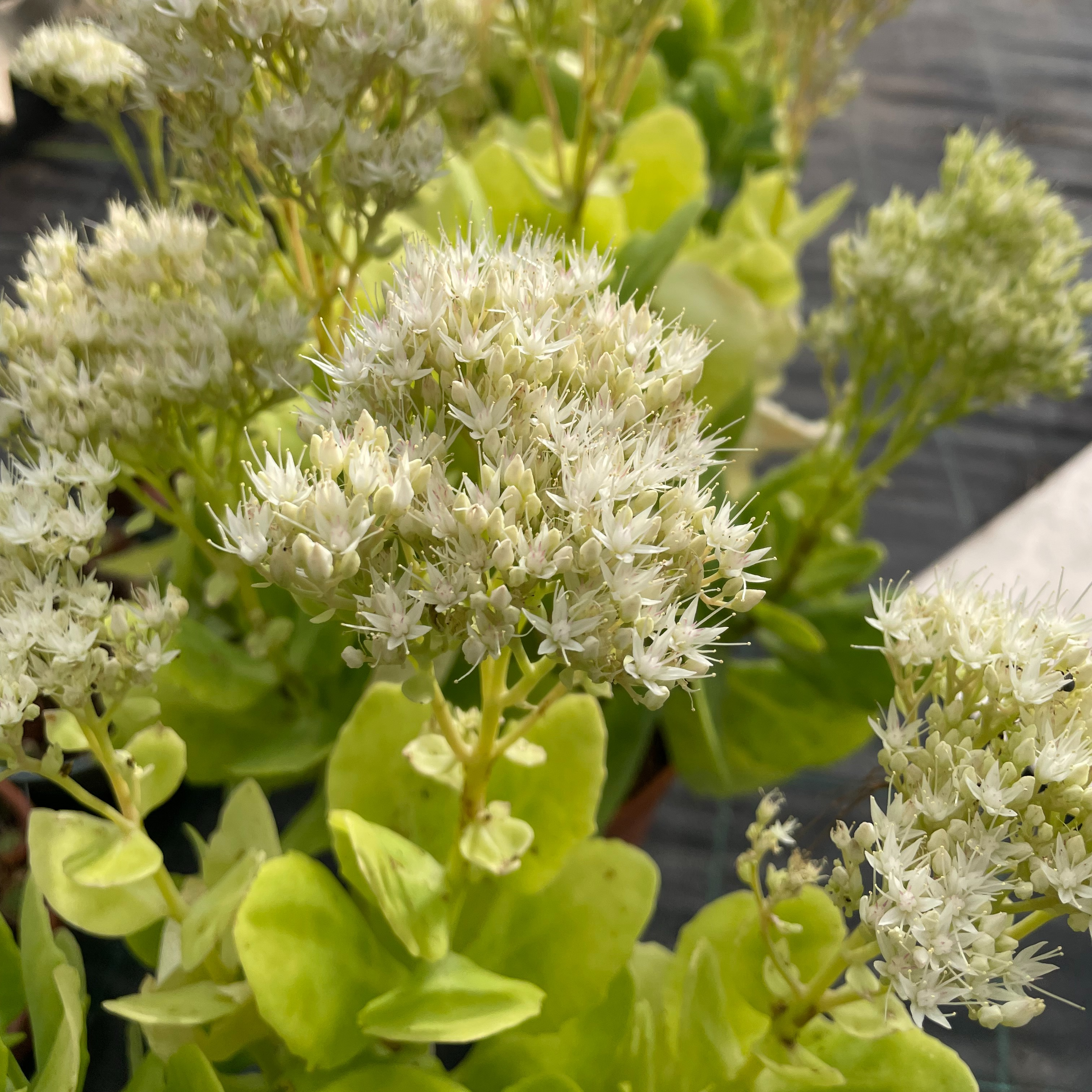 Sedum ‘Iceberg’