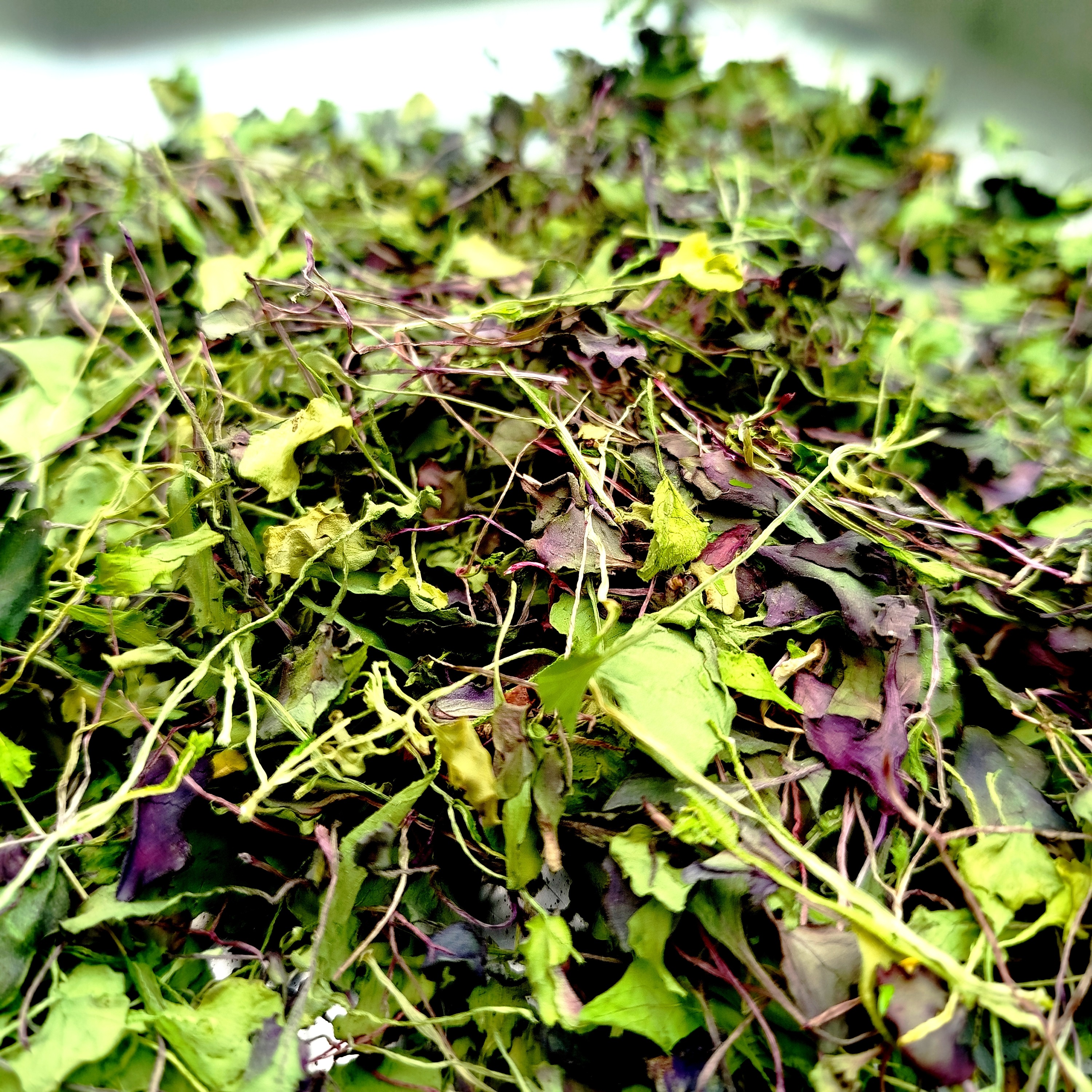 Micropousses séchées – condiment végétal concentré - 10g