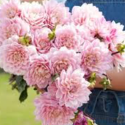 Tubercule - Dahlia Karma prospero