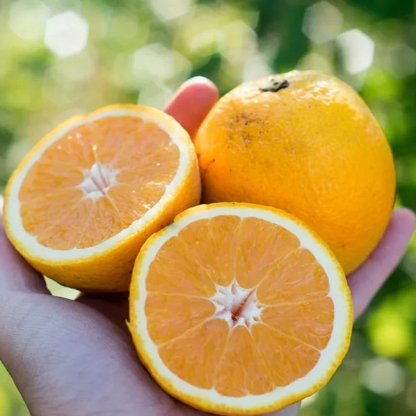 ORANGE LANELATE - 500g