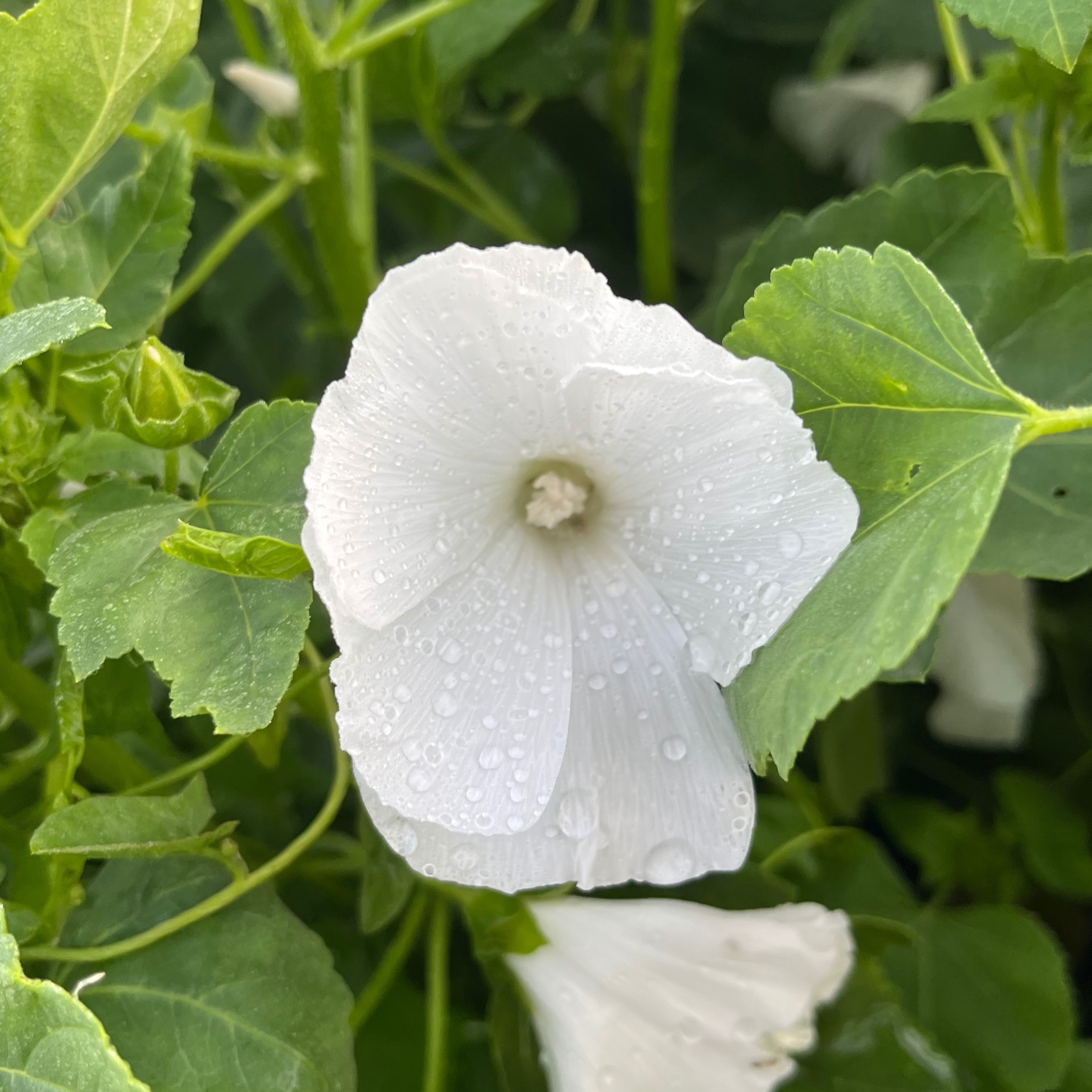 LAVATERE Blanc