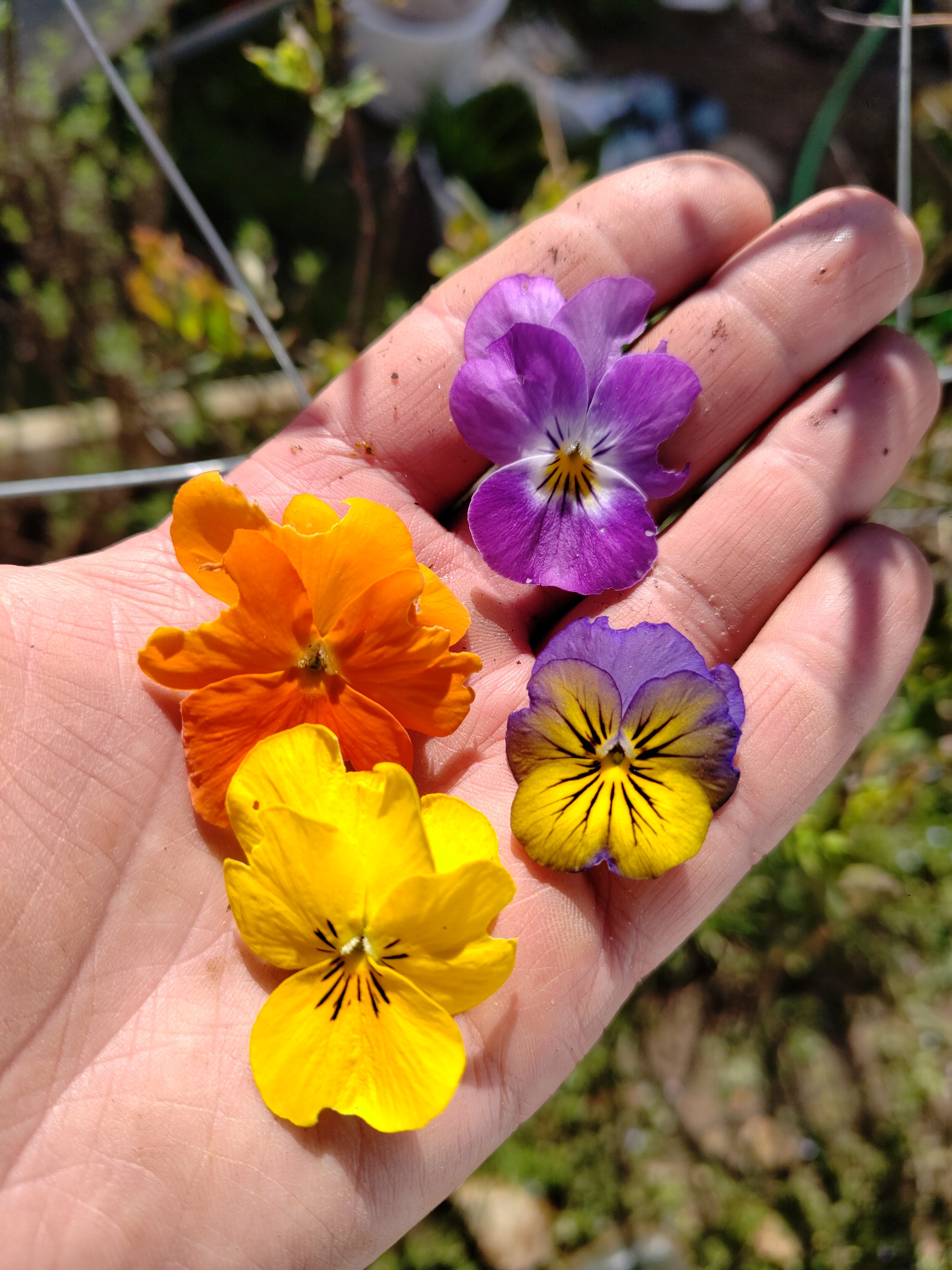 Fleurs de Pensée (boîte de 15u)