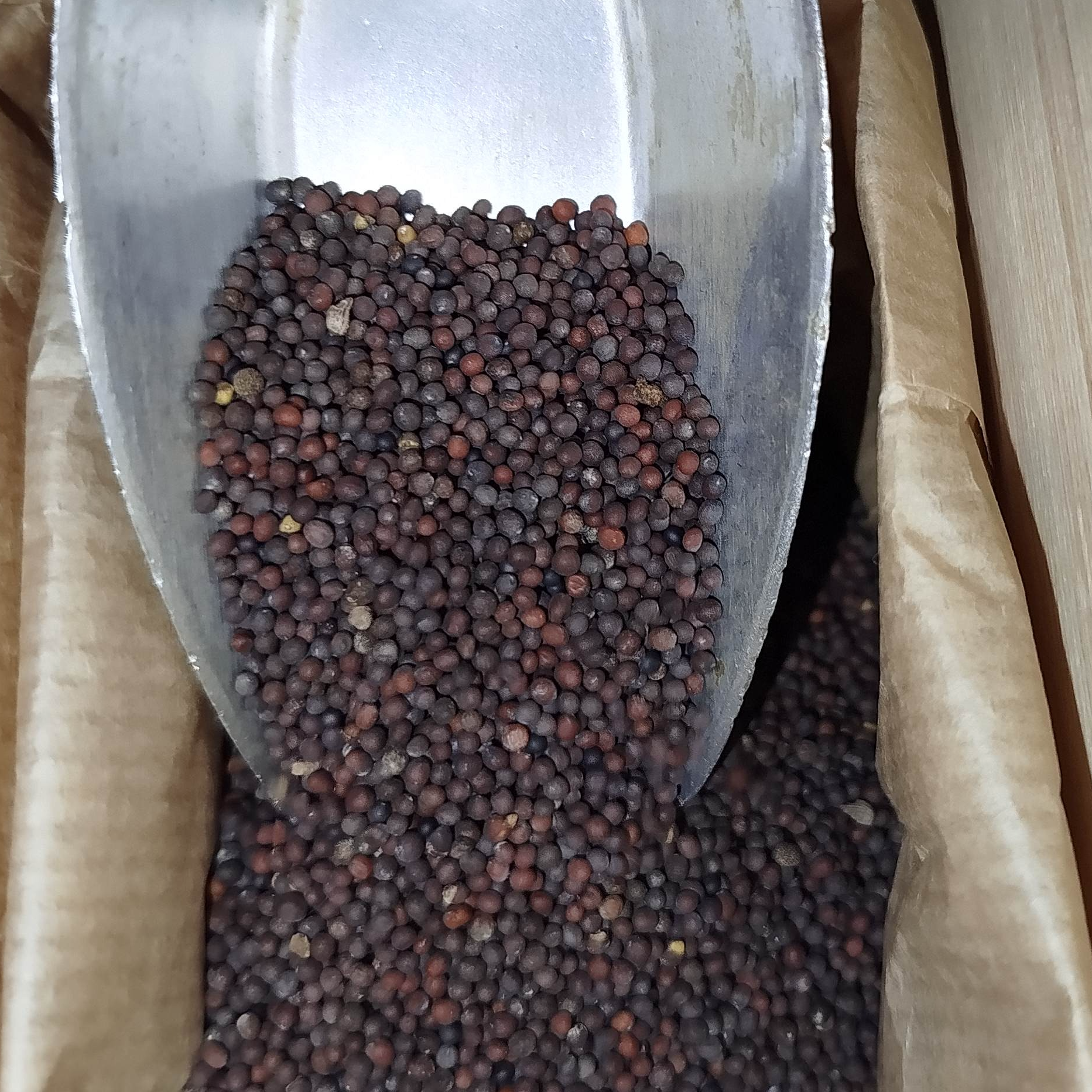 Moutarde Brune En Graine