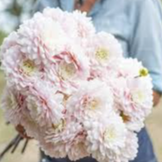 Tubercule - Dahlia Silver Years