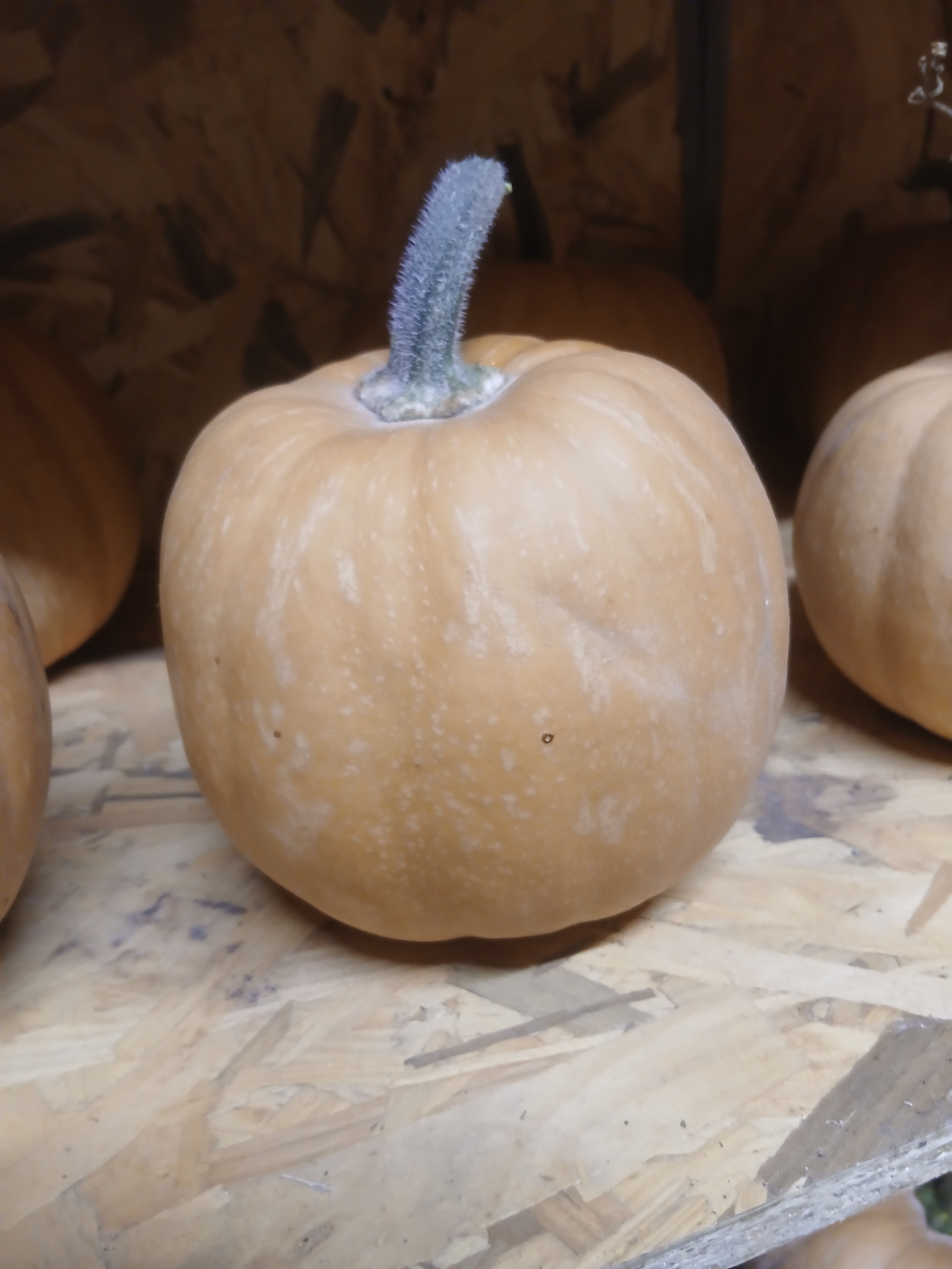 Courge Carat - 1kg