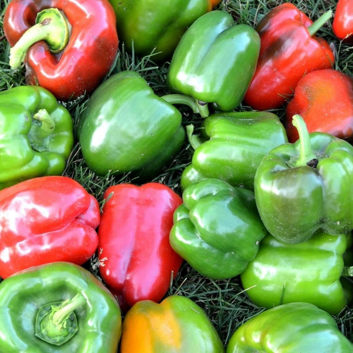Poivrons verts & rouges - 500g