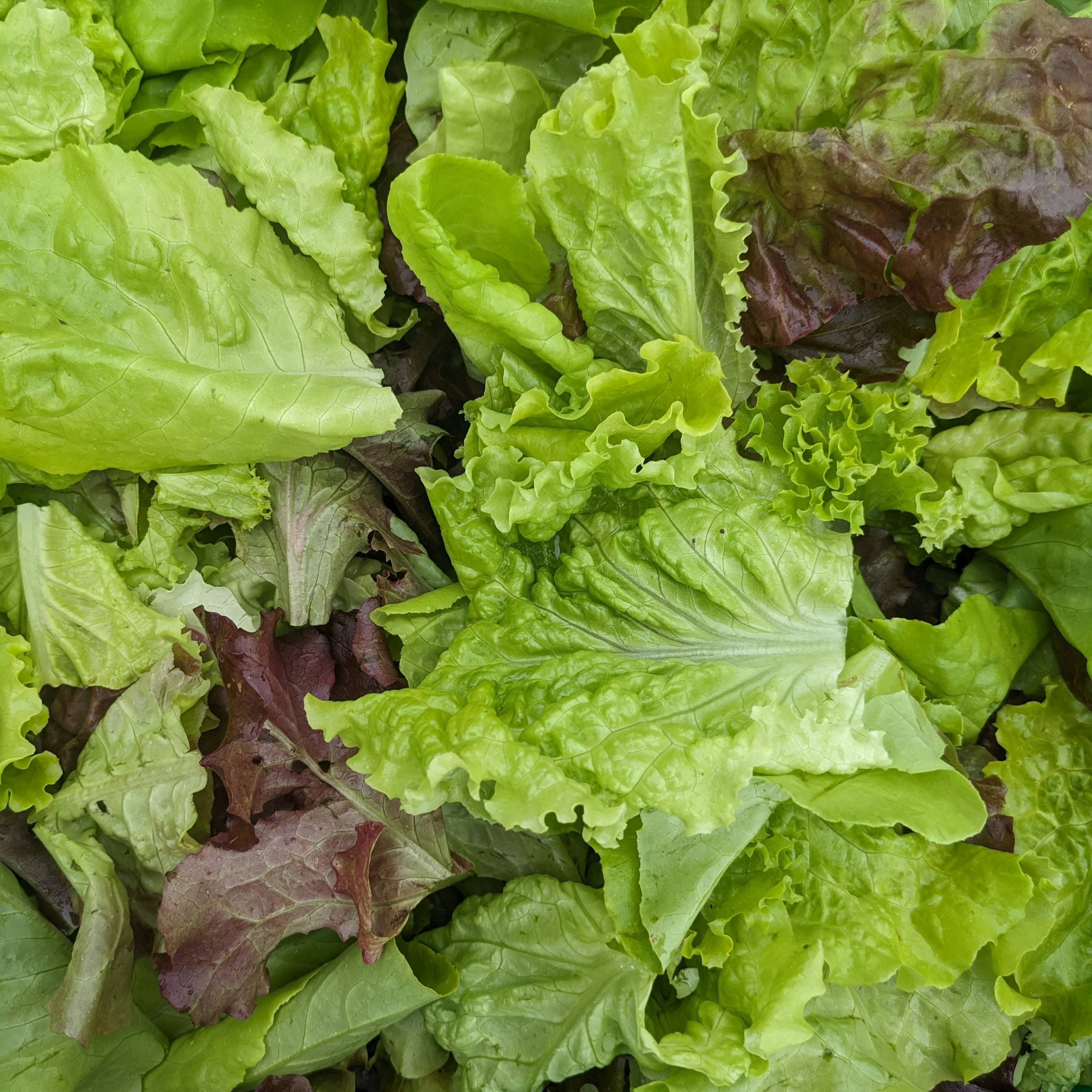 Mesclun - 150g