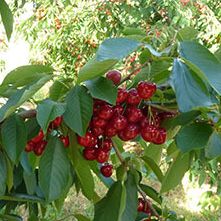 Cerisier - Prunus avium "Summit"