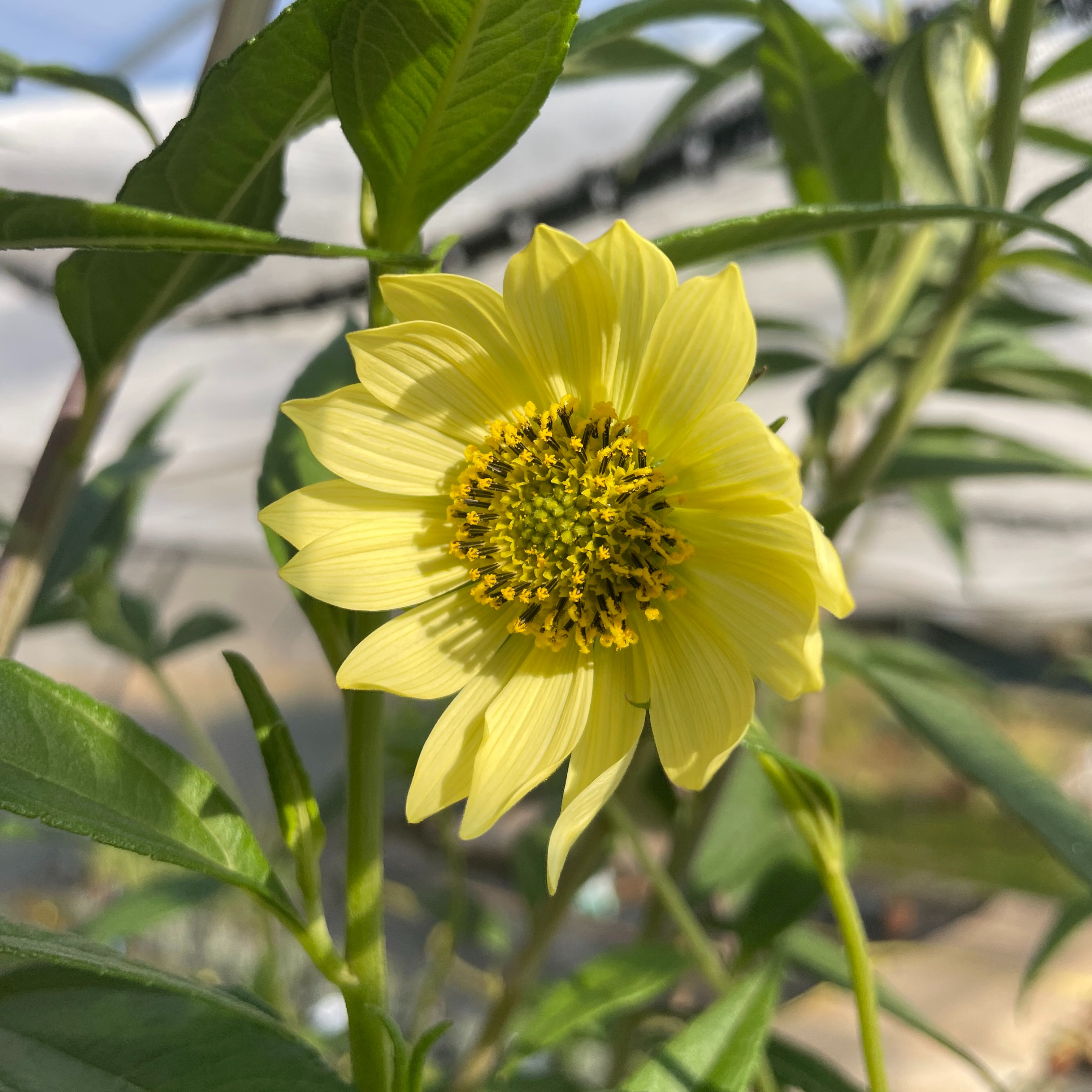 Helianthus giganteus