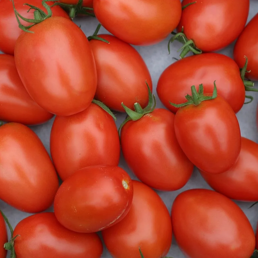 Tomates rouges ou roses ROMA
