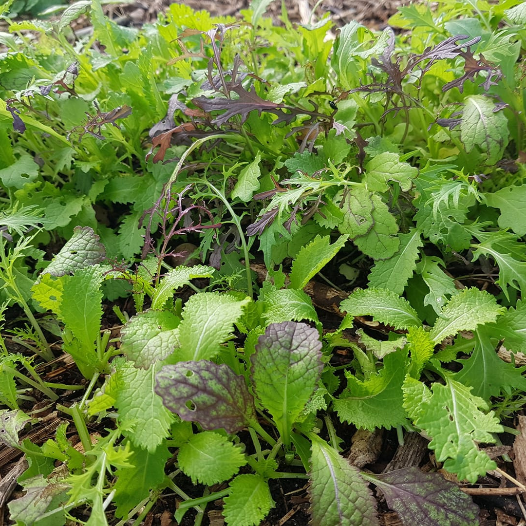 Mesclun asiatique - 150g