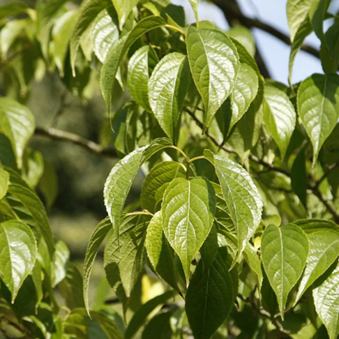 Arbre à gutta percha - 2,5L