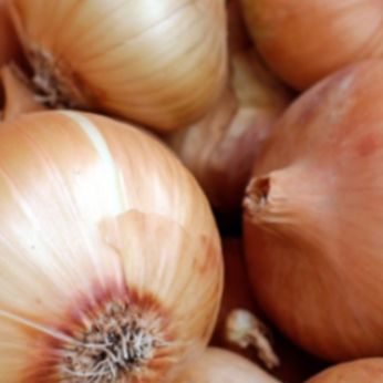 Oignons jaunes