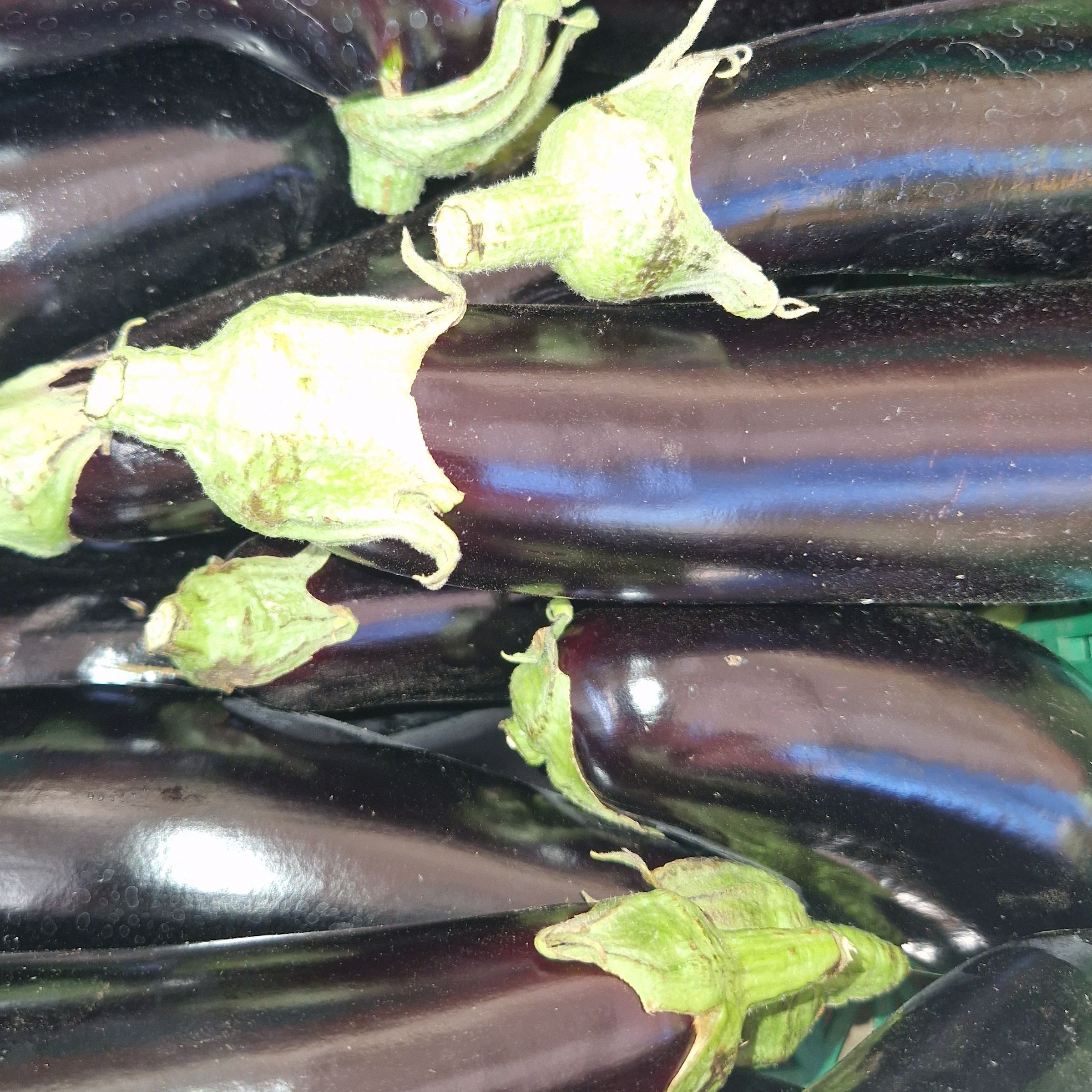 AUBERGINE