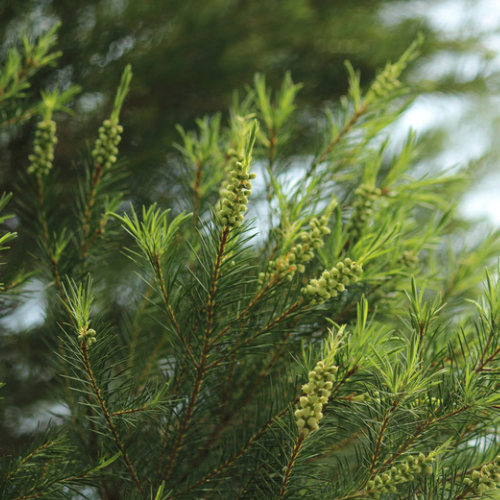 TEA TREE Bio