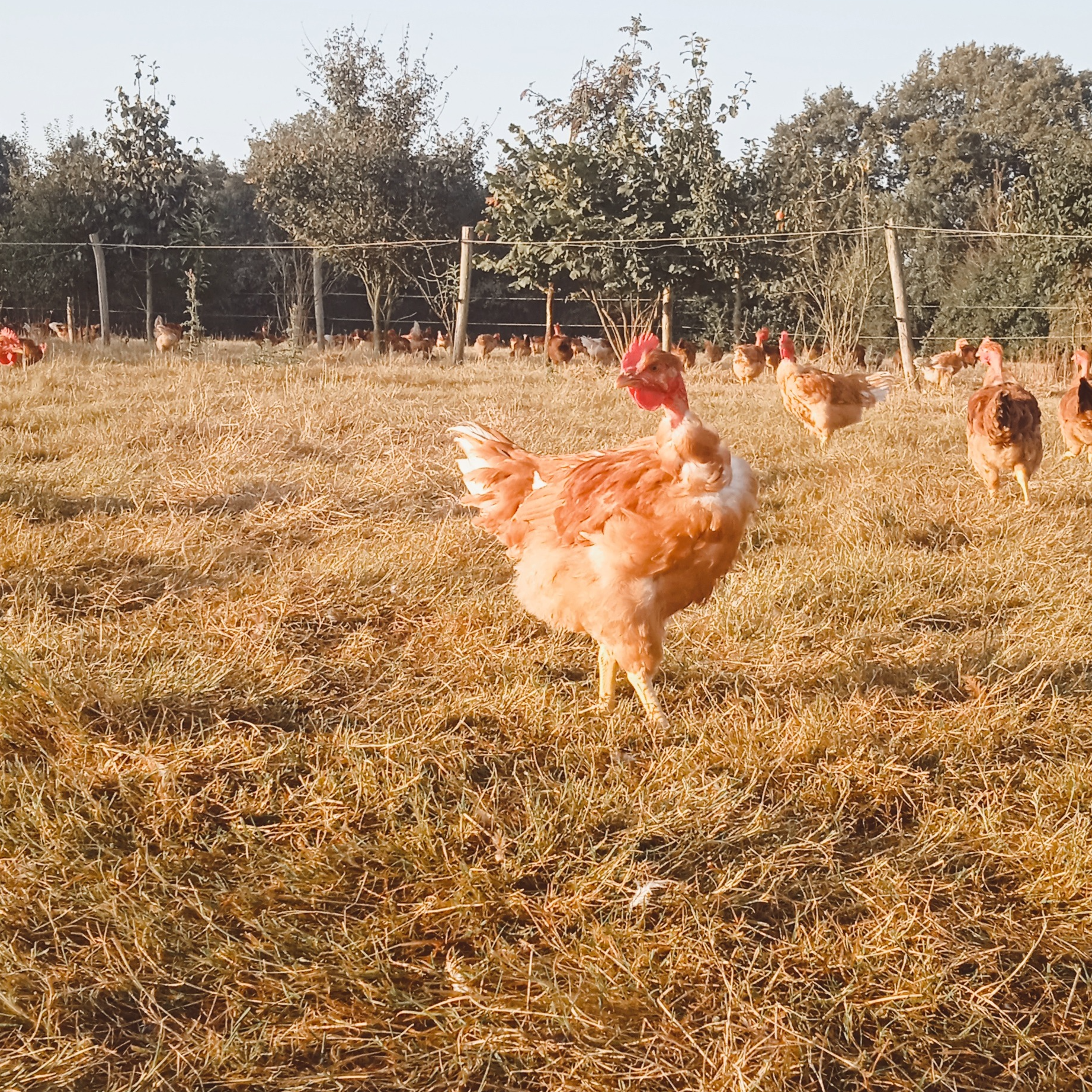 Poulet - 1,7kg