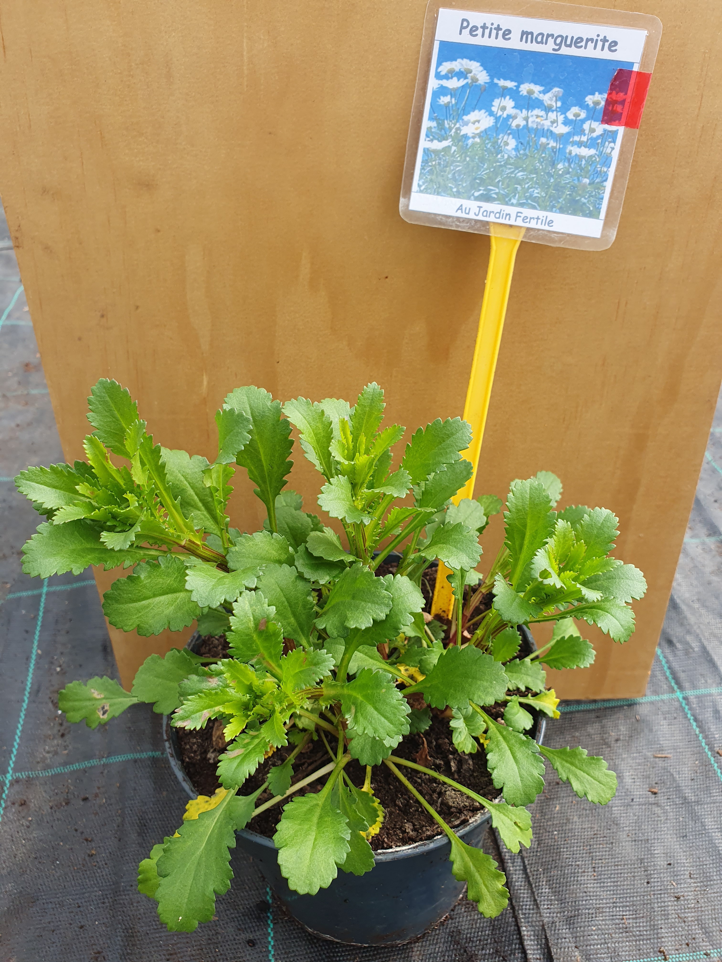 Plant Petite Marguerite Blanche