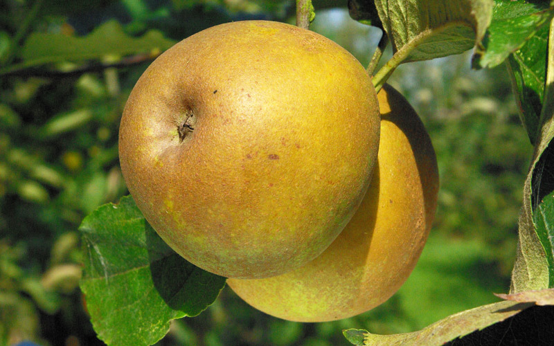 Pommier - Malus domestica "Gris Braibant"