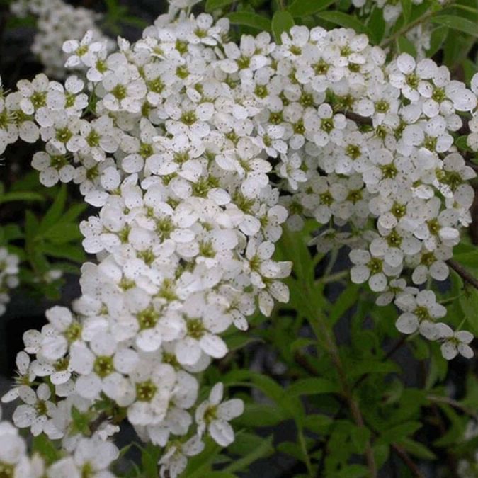 Spirée - Spiraea "Arguta"