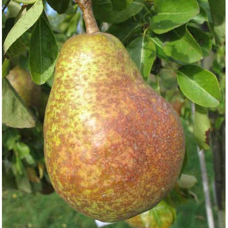 Poirier - Pyrus communis "Duchesse d'Angoulème"