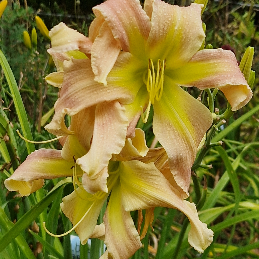 Hemerocallis ‘Lola Branham’