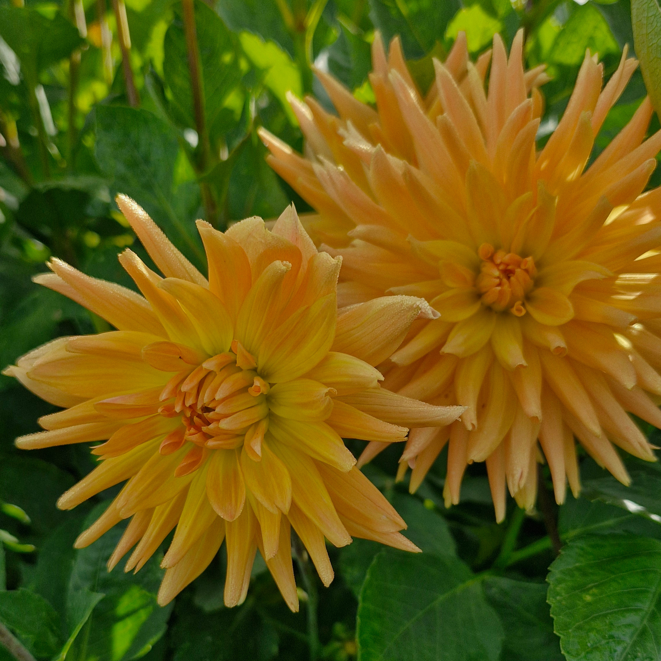 Dahlia cactus été indien (botte de 10 tiges)