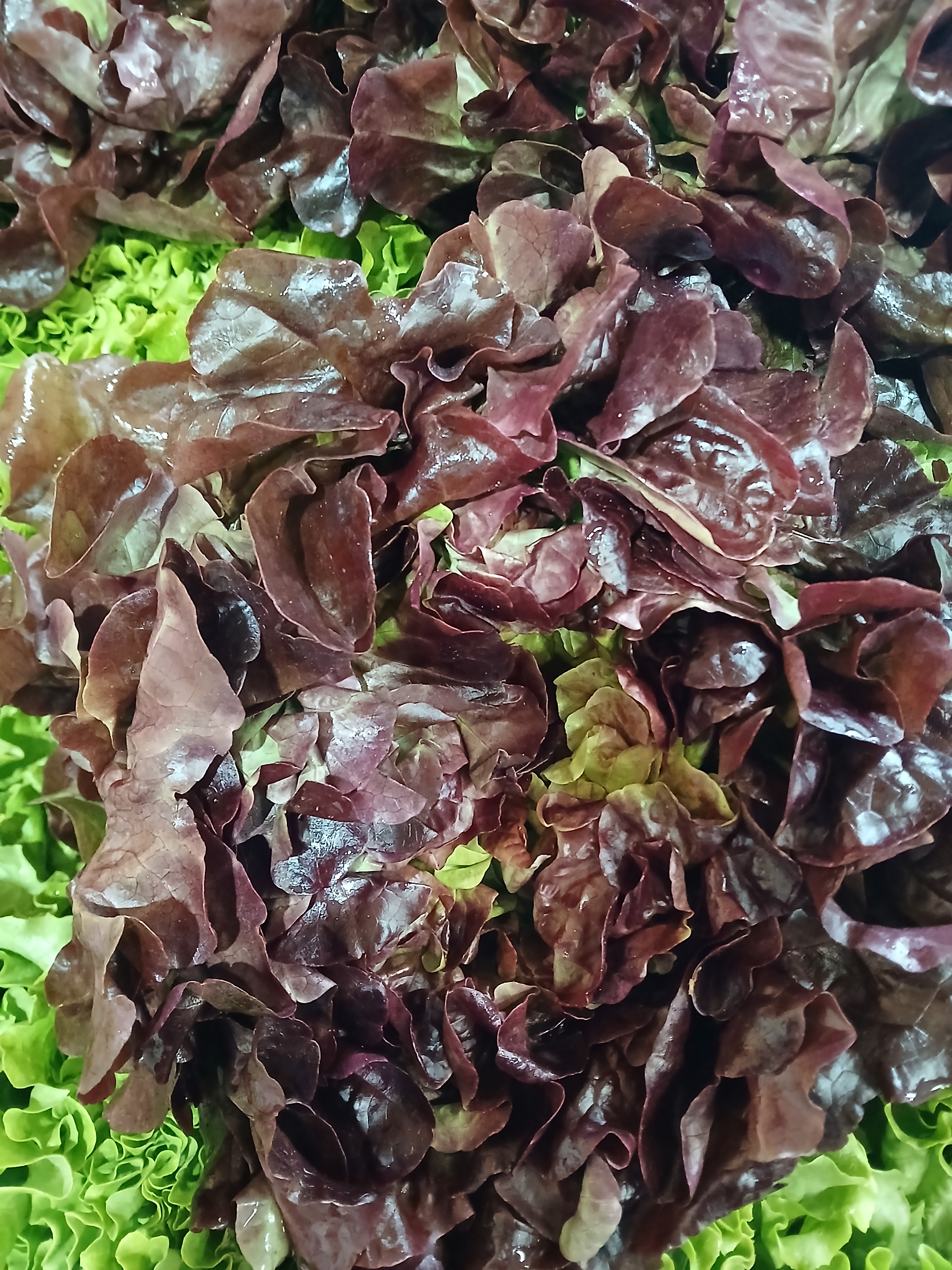 Salade Variété Feuille De Chêne Rouge