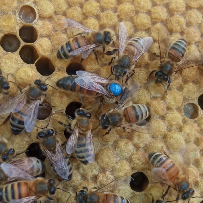 Reine Buckfast F1 sélectionnée Semaine 26