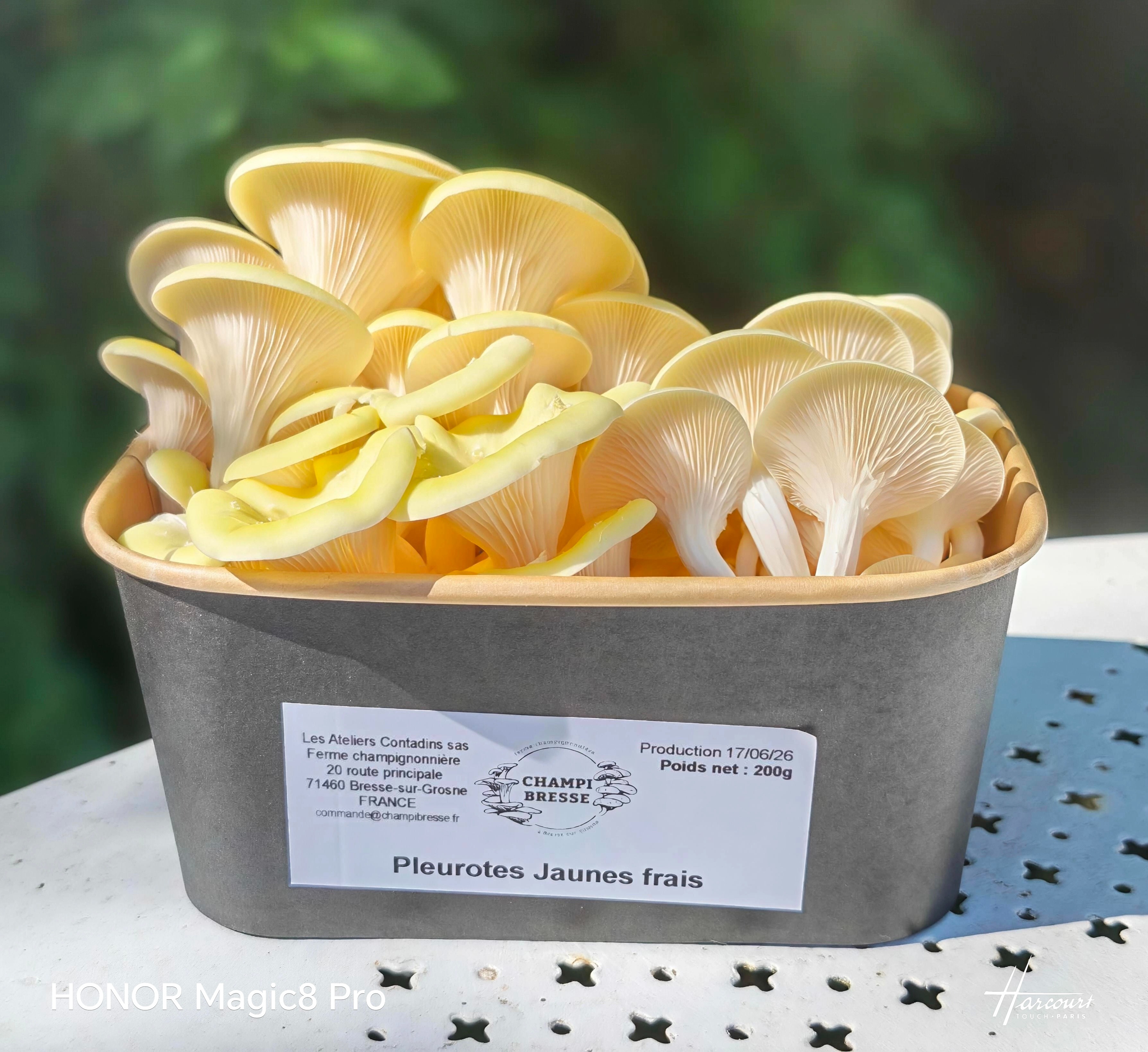 Pleurotes jaunes frais en barquette - 200g