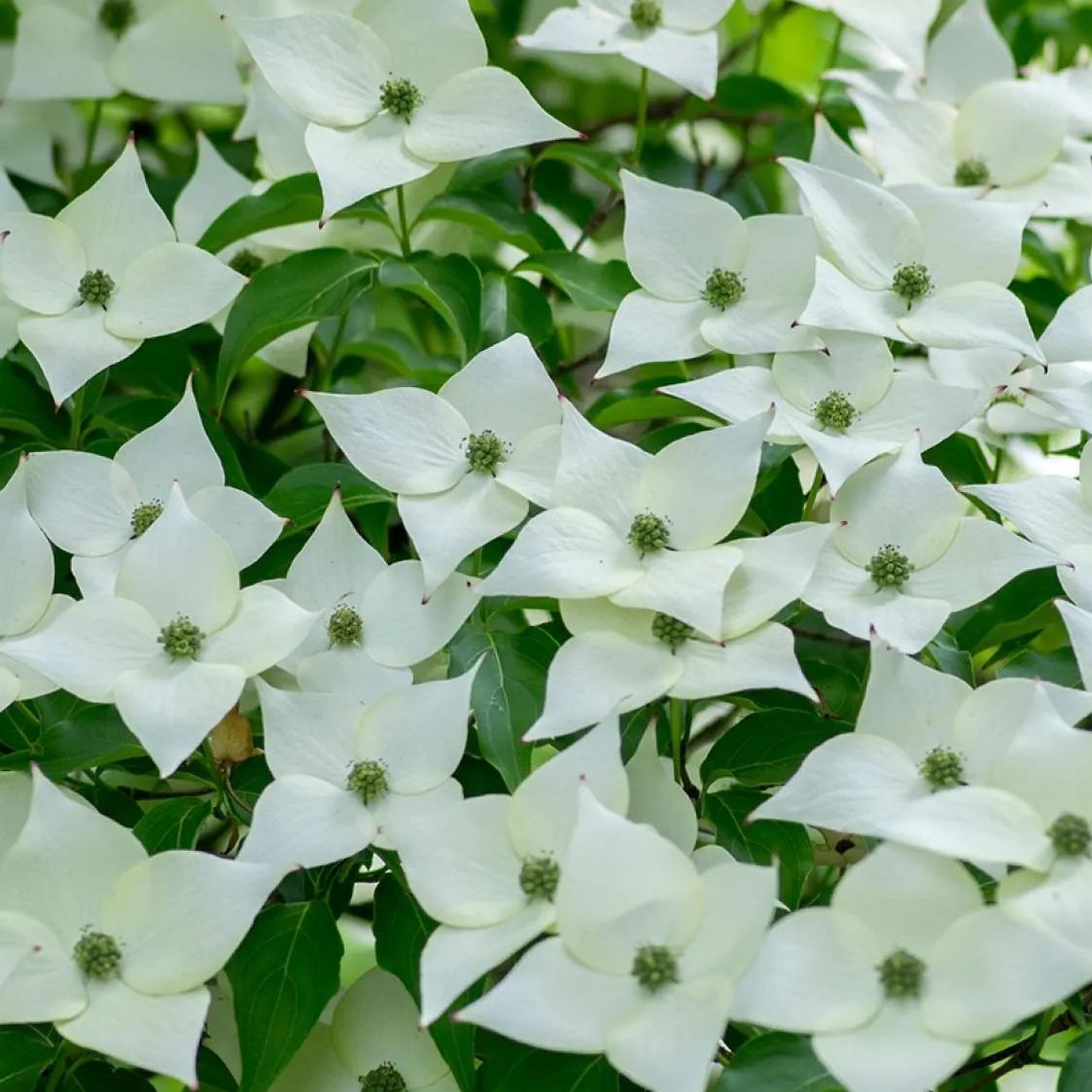Cornouillier du Japon blanc - Cornus Kousa "Milky Way"