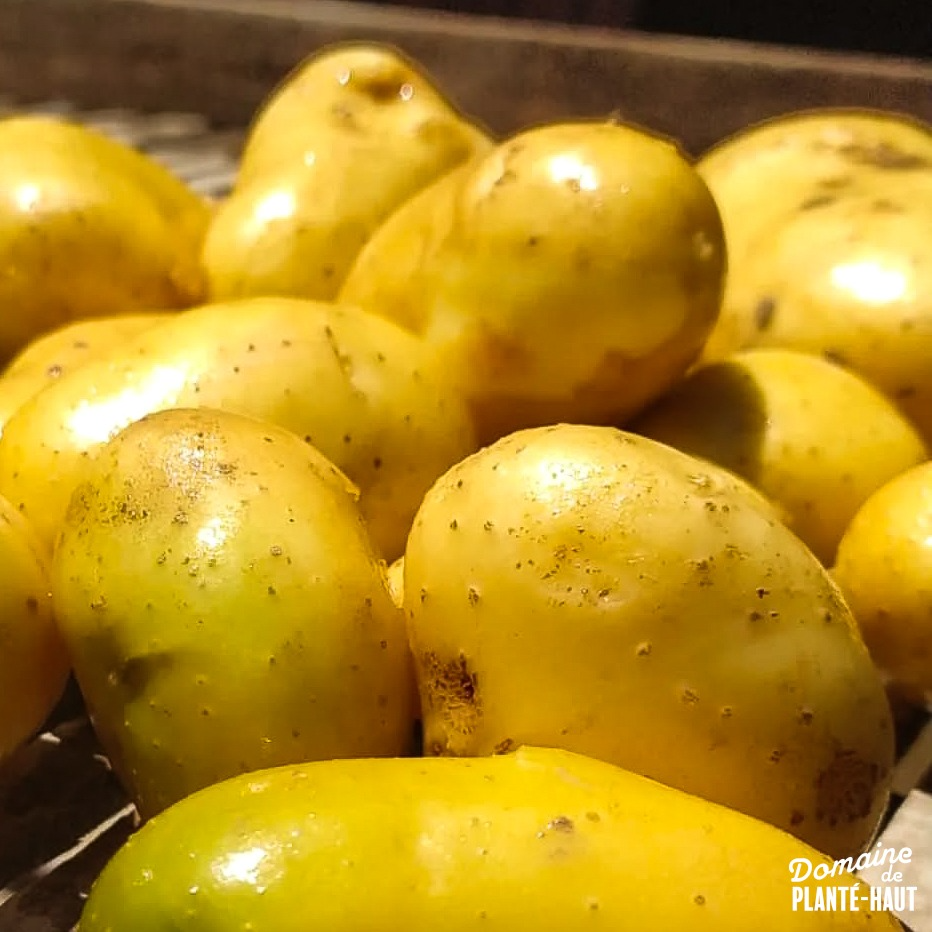 Pomme de Terre Charlotte