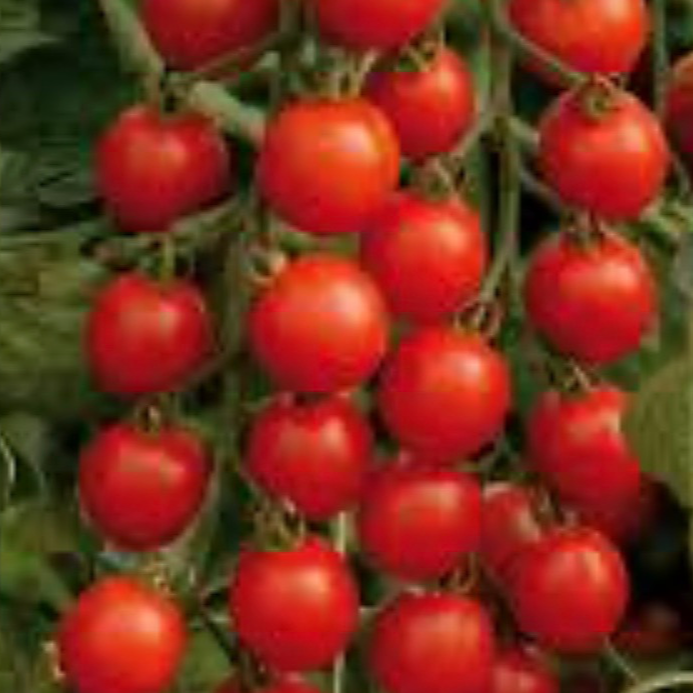 Tomate Cerise - 250g